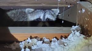 If you've tried the techniques above to no avail, a wildlife removal specialist may be necessary to end your raccoon. 4 Crucial Steps To Get Raccoons Out Of Your Attic