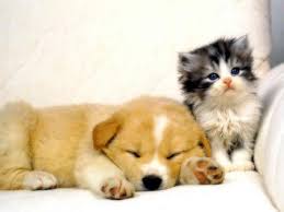 puppy and kitten cats s