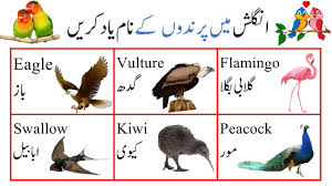 all birds names in urdu to english and