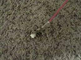 remove stain varnish from carpet