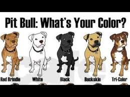 Discover over 243 of our best selection of 1 on aliexpress.com with. New American Pitbull Dogs Colors 2020 Youtube