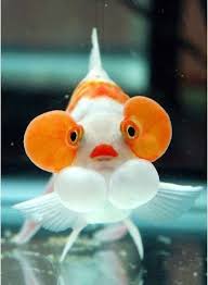 20 Funny Pictures of Bubble Eye Goldfish | Beautiful sea creatures, Goldfish,  Bubble eye goldfish