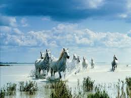 beautiful scene of white horses coming