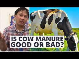 is cow manure is a good or bad garden