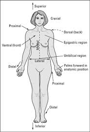 Just as maps are normally oriented with north at the top, the standard body map, or anatomical position, is that of the body standing upright, with the feet at shoulder width and parallel, toes forward. Anatomic Positions Dummies