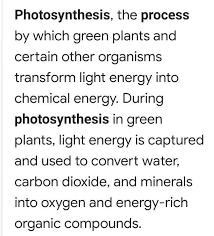 Describe The Process Of Photosynthesis