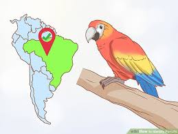 3 Ways To Identify Parrots Wikihow