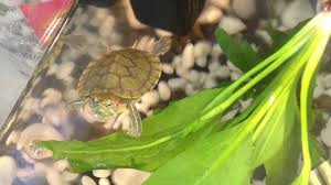 Turtles Growth In 5 Months