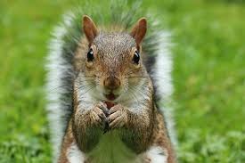 What Damage Can Squirrels In Your Yard