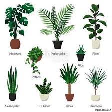 Indoor Plants Names And Pictures