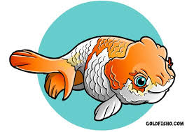 Lionhead Goldfish All About The Lionhead Goldfish