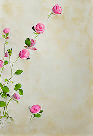 rose flower on beige card background image