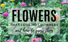 10 Flowers That Love Hot Summers And