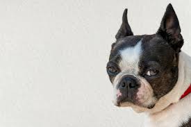 5 ways to know if a boston terrier is