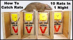 The Best Way To Trap Rats. The Ultimate Rat Trapping System. Mousetrap  Monday - YouTube