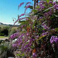 It has pale pink to dark purple flowers with a red center and oval shaped lush green leaves. Plant Database Australian Plants Society