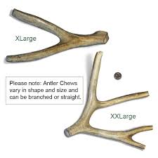 Antler Dog Chews Natural Whole Antlers For Dogs Up To 25 Off