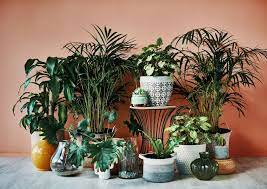 22 best indoor plants low light and