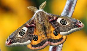 Que Danos as Mariposas e Borboletas Podem Causar? | Mundo Ecologia