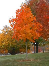 diffe kinds of maple trees