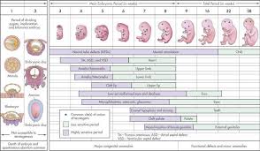 Effects Of Teratogens At Various Stages Of Fetal Development