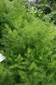 Asparagus tenuifolius - Useful Temperate Plants