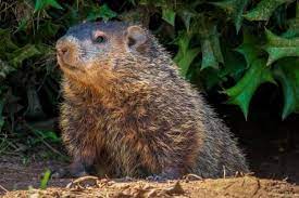 get rid of groundhogs in your yard