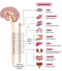 what is the autonomic nervous system