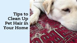 5 diy ways to banish pet odors naturally