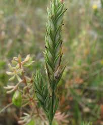 Scheda IPFI, Acta Plantarum Crucianella_angustifolia