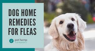 dog home remes for fleas stop fleas