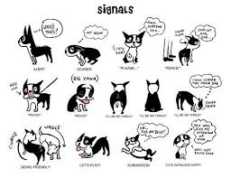 Boston Terrier Emotions Dog Body Language Dog Language