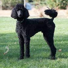 poodle breeders in minnesota with