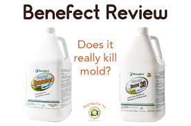 does lysol kill mold mold help for you