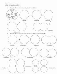 Mitosis coloring worksheet answer key awesome cell division and. Cell Division Meiosis Worksheet Printable Worksheets And Activities For Teachers Parents Mitosis Meiosis Kids Worksheets Worksheets Algebra Answers Adding Decimals Worksheet Calc 2 Practice Problems Math S For 5th Grade Algebra Worksheets