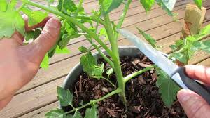pruning indeterminate tomatoes in