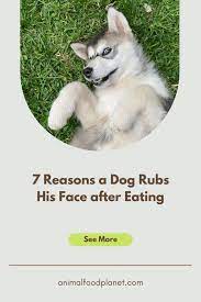 a dog rubs his face after eating