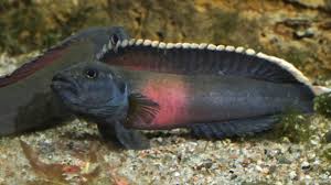 It is also the deepest river on the planet, and it is over 700 feet deep. The Fierce Rapids Of The Congo River Create New Fish Species Mental Floss