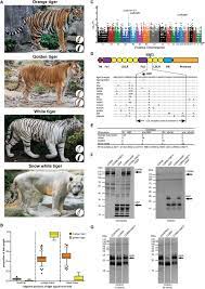 The Genetics Of Tiger Pelage Color