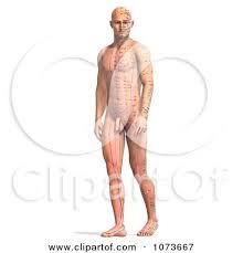 3d Male Acupressure Acupuncture Chart Body 1 Posters Art
