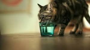 Because the mechanism of body fluid control is complicated, polydipsia is often associated with severe metabolic and systemic diseases. Why Is My Cat So Thirsty Metropolitan Veterinary Associates