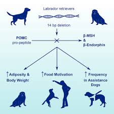 A Deletion In The Canine Pomc Gene Is Associated With Weight