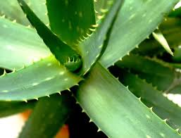 10 Houseplants That Are Dangerous For
