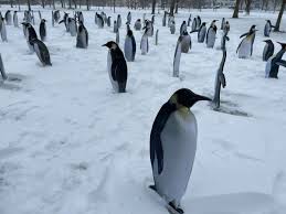 mysterious penguins appear on