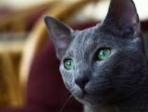 5 Reasons Why The Russian Blue Cat Is Simply Amazing | PetCareRx