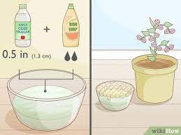 how to get rid of gnats in houseplants