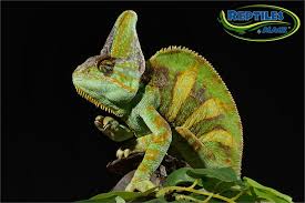 veiled chameleon care sheet reptiles