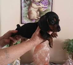 Only guaranteed quality, healthy puppies. Dachshund Puppies For Sale In Va Petsidi