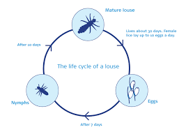What Do Head Lice Look Like Head Lice Life Cycle Lyclear Uk