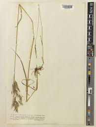 Bromus erectus Huds. | Plants of the World Online | Kew Science